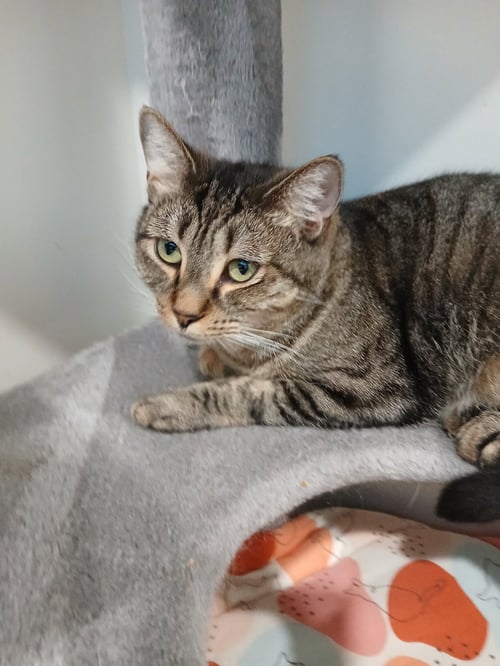 JOHNNIE - Domestic Short Hair available for adoption
