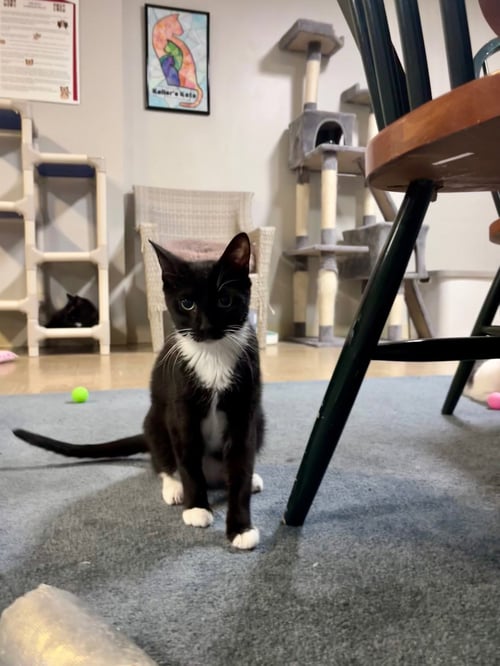 GYRO - Domestic Short Hair available for adoption