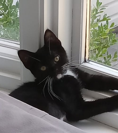 MOCHI