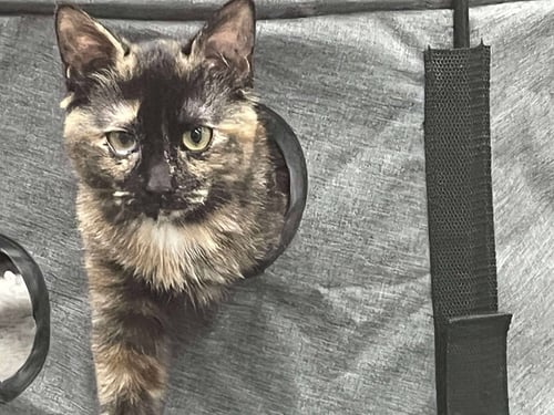 SNUGGLEKINS - Domestic Short Hair available for adoption