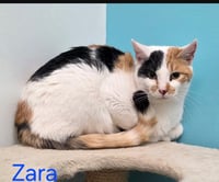 Zara - Photo 1