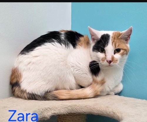 ZARA - Domestic Short Hair available for adoption