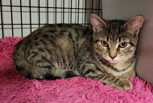 CARBUCKETTY - Domestic Short Hair available for adoption