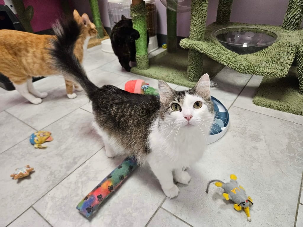 Catalie Image