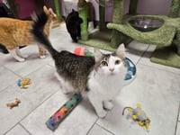 Catalie - Photo 1