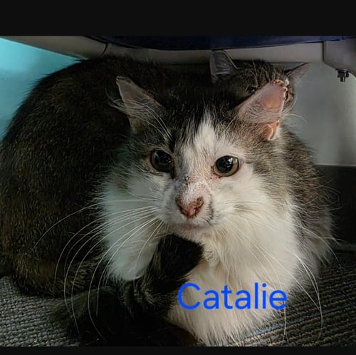 CATALIE - Domestic Short Hair available for adoption