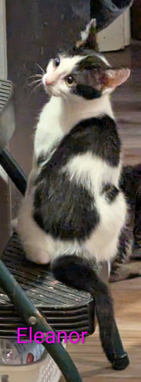 Eleanor - Photo 3