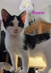 Eleanor - Photo 1