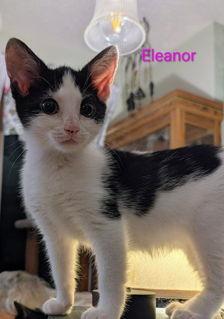 ELEANOR - Domestic Short Hair available for adoption