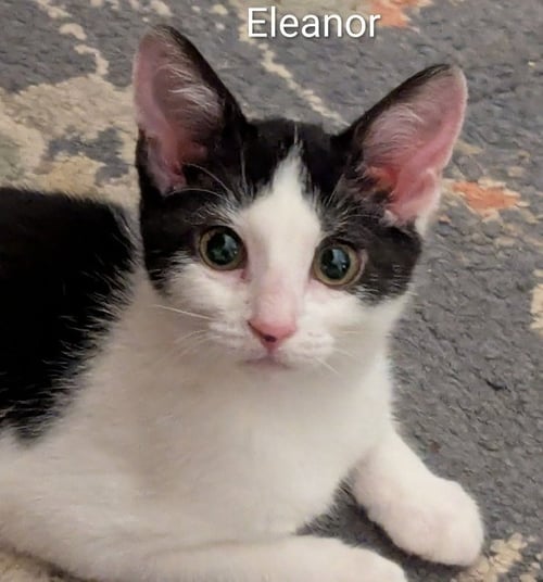ELEANOR - Domestic Short Hair available for adoption