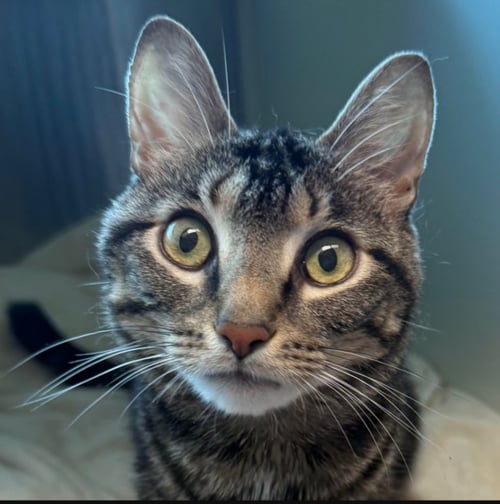 ROBIN SPECIAL NEEDS MILD CH - Domestic Short Hair available for adoption