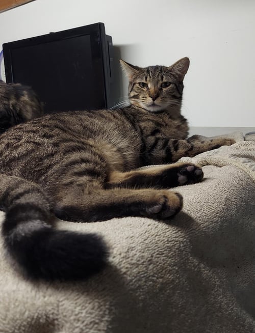 RUMPUS CAT - Domestic Short Hair available for adoption