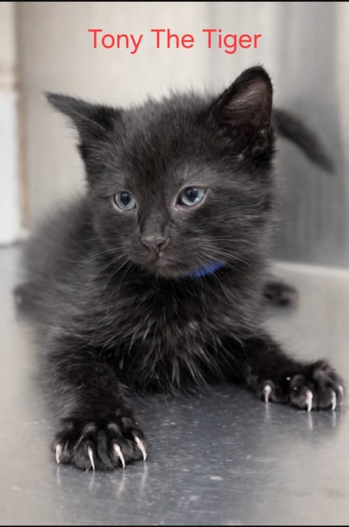 TONY THE TIGER - Domestic Short Hair available for adoption