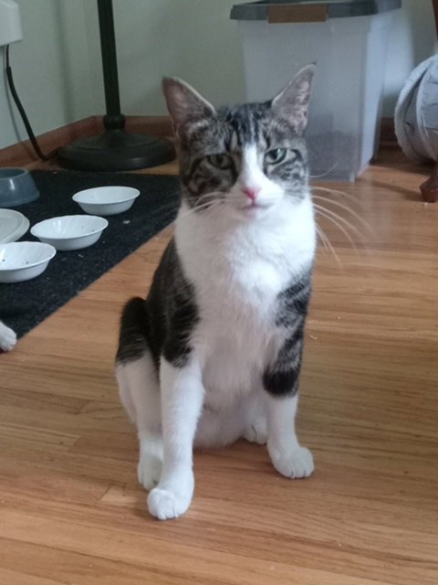 MUFFALETTA - Domestic Short Hair available for adoption