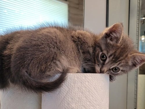 CURLY - Domestic Short Hair available for adoption