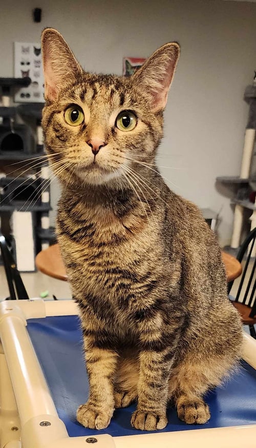 SUGAR - Domestic Short Hair available for adoption
