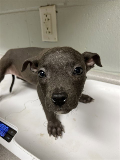 JADA - Pit Bull Terrier available for adoption