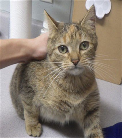 LOLLIPOP - Domestic Short Hair available for adoption