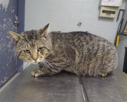 TIGER KING - Domestic Short Hair available for adoption