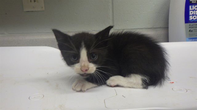 BEEF STEW - Domestic Short Hair available for adoption