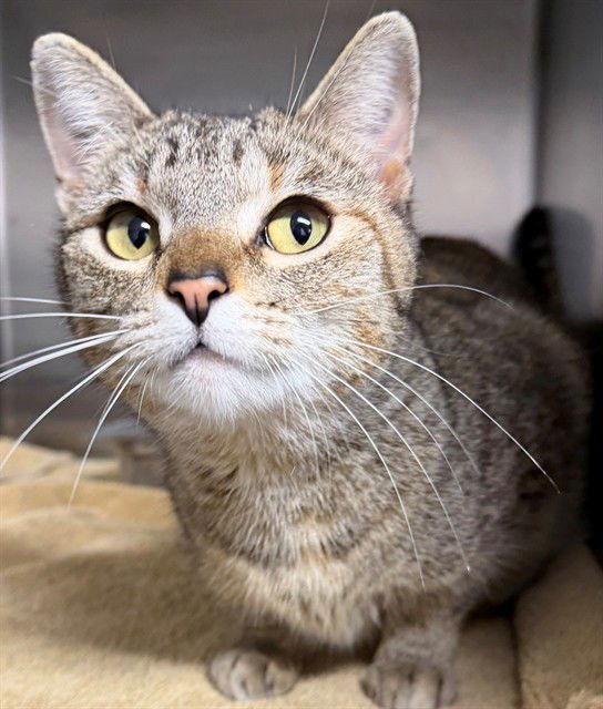 FLORENCE - Domestic Short Hair available for adoption