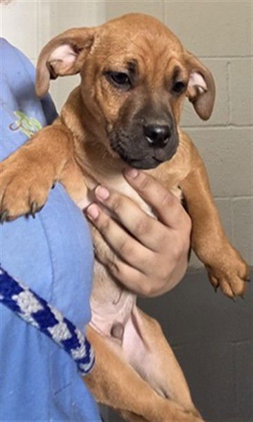 SHAKER - Pit Bull Terrier available for adoption