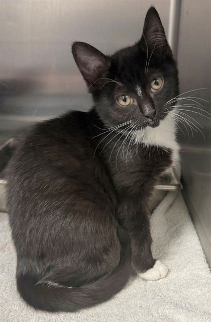 CLAIRE - Domestic Short Hair available for adoption