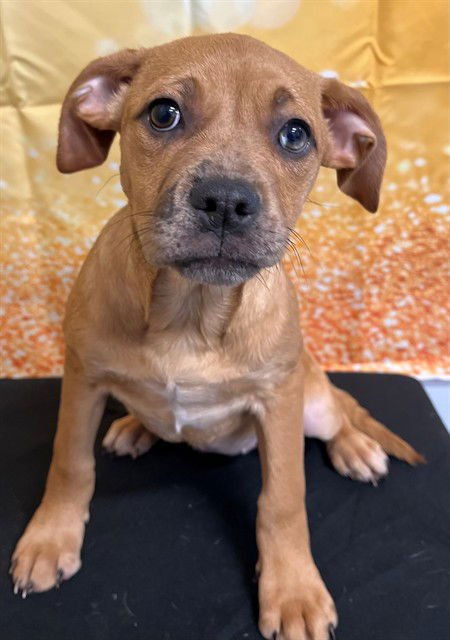 SUGAR - Boxer available for adoption