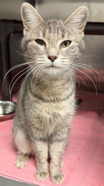 ALEX - Domestic Short Hair available for adoption