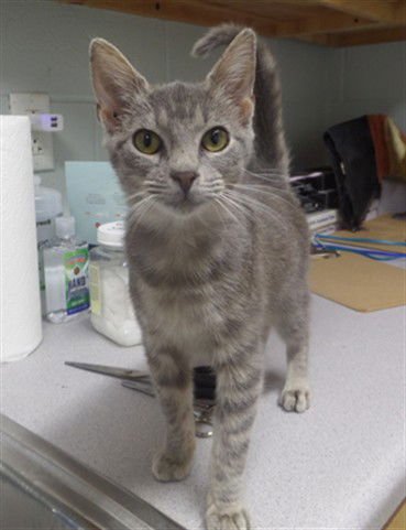 SASSY - Domestic Short Hair available for adoption