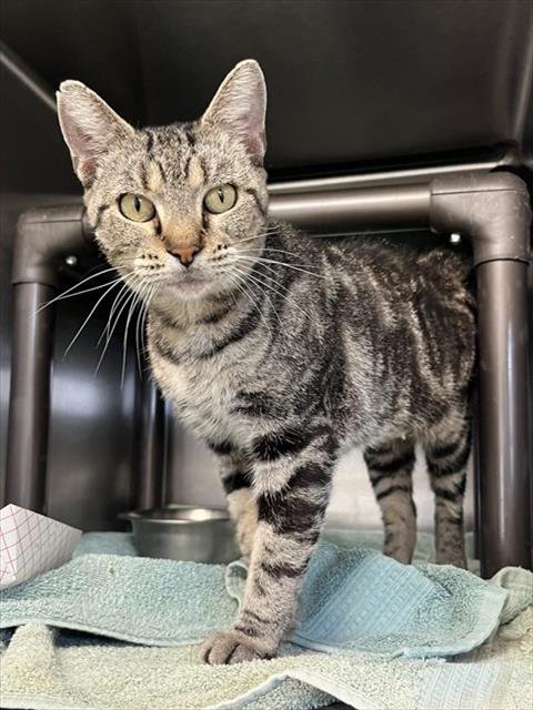 PURRINA - Domestic Short Hair for adoption in Augusta