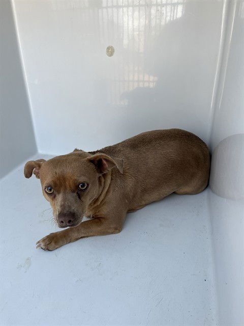 BAMBI - Chihuahua available for adoption