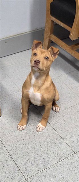 FLORIA - Pit Bull Terrier available for adoption