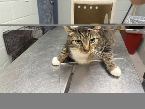 NUGGET - Domestic Short Hair for adoption in Augusta