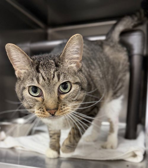 NUGGET - Domestic Short Hair available for adoption