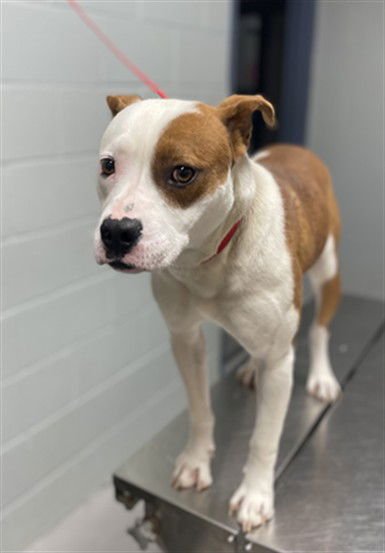 STEVE - Pit Bull Terrier available for adoption