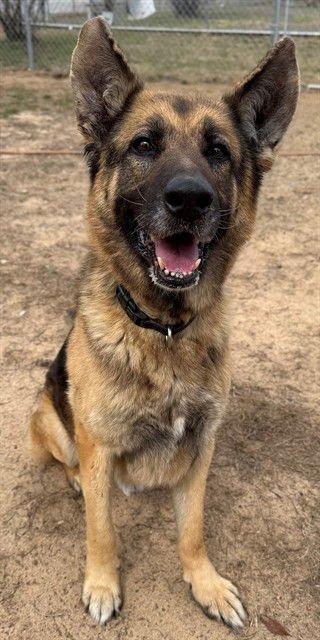 AXEL - German Shepherd Dog available for adoption