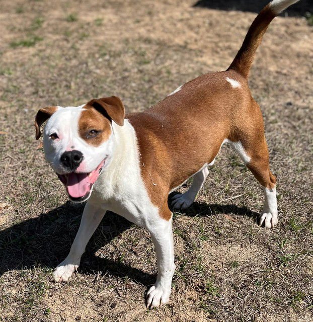 STEVE - Pit Bull Terrier available for adoption