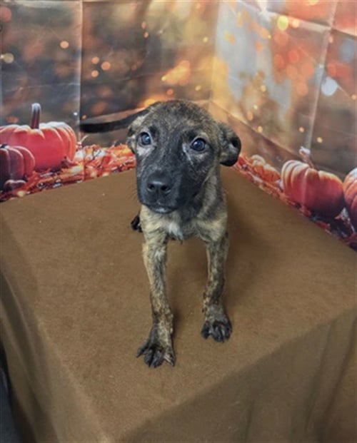 DANI - German Shepherd Dog / Pit Bull Terrier available for adoption
