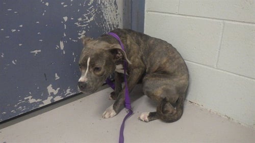 TIA - Pit Bull Terrier for adoption in Augusta
