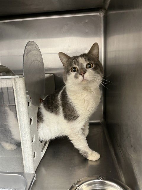 KENOBI - Domestic Medium Hair available for adoption