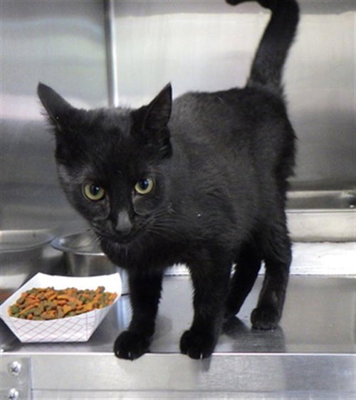 BLOSSOM - Domestic Short Hair available for adoption