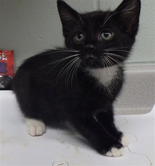 PEPPER - Domestic Short Hair for adoption in Augusta