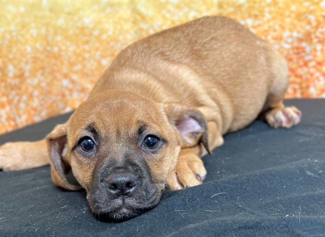 SPICE - Boxer available for adoption