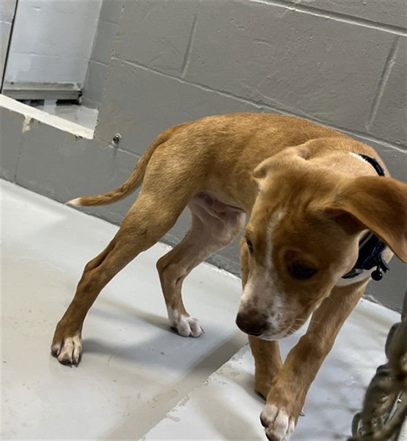 CHASE - Beagle / Labrador Retriever available for adoption