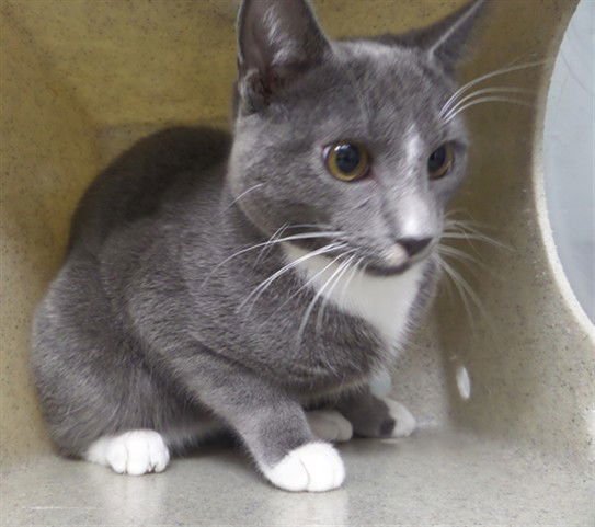 HAN SOLO - Domestic Short Hair available for adoption