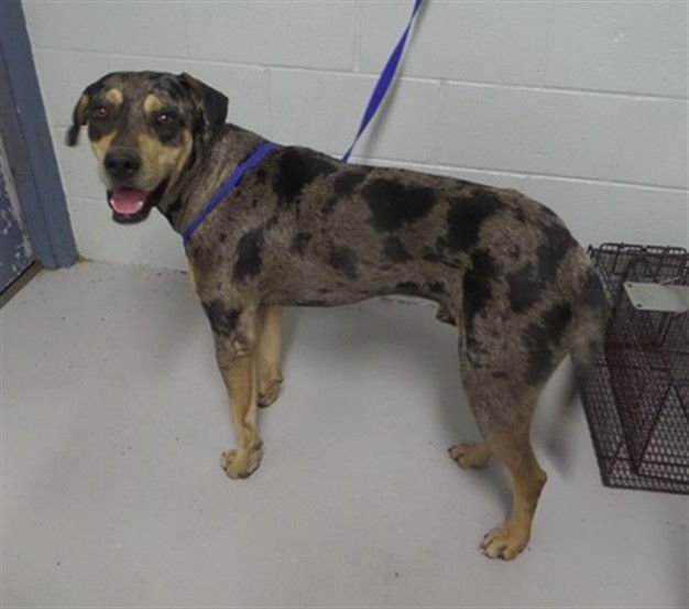 GIDEON - Catahoula Leopard Dog for adoption in Augusta