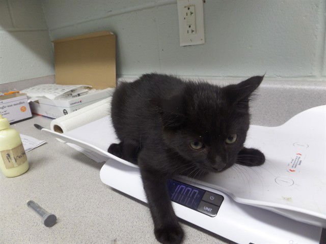 GALAXY - Domestic Short Hair available for adoption