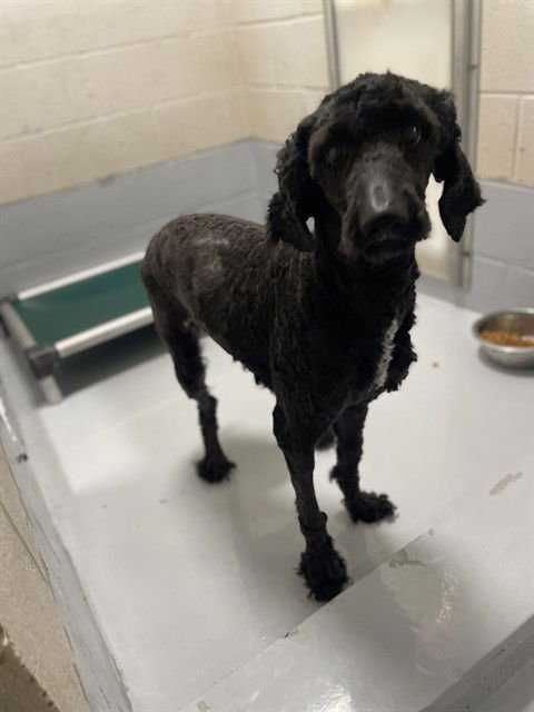 POCKY - Poodle (Standard) available for adoption