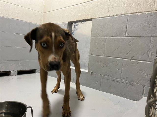 CIELO - Pit Bull Terrier available for adoption